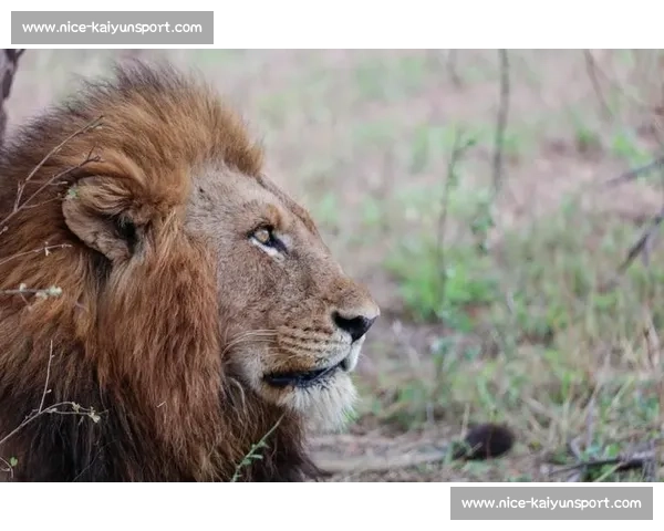 南非雄狮碾压野蛮人队，友谊赛狂揽 35 分创纪录