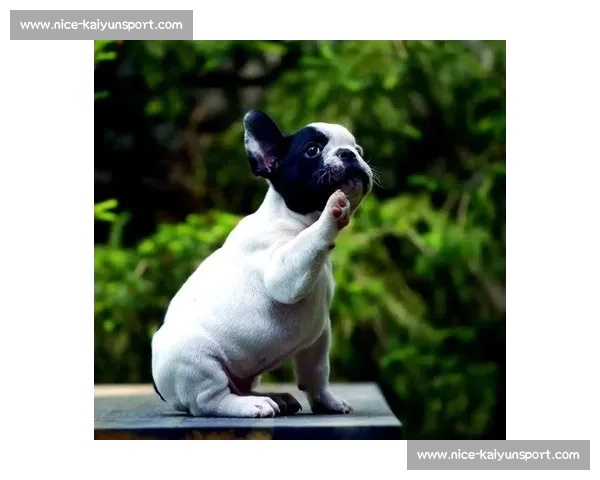 赛法斗：踢击独尊的优雅格斗艺术